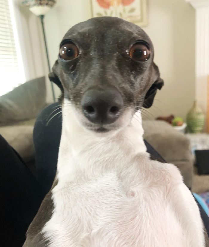 This Dog Is Gaining The Internet Because Of Its Delicious Human Expressions