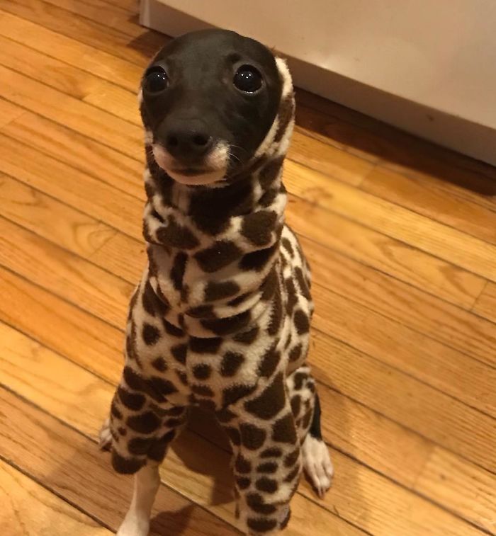 This Dog Is Gaining The Internet Because Of Its Delicious Human Expressions