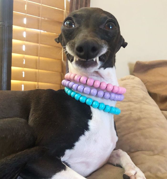 This Dog Is Gaining The Internet Because Of Its Delicious Human Expressions