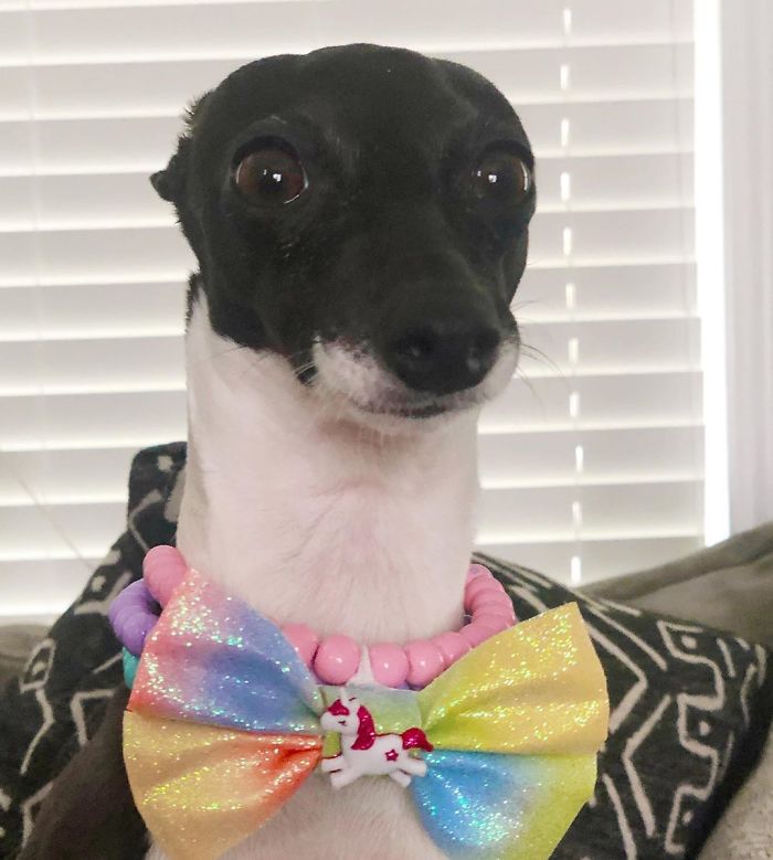 This Dog Is Gaining The Internet Because Of Its Delicious Human Expressions