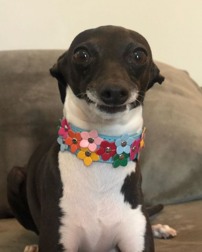 This Dog Is Gaining The Internet Because Of Its Delicious Human Expressions