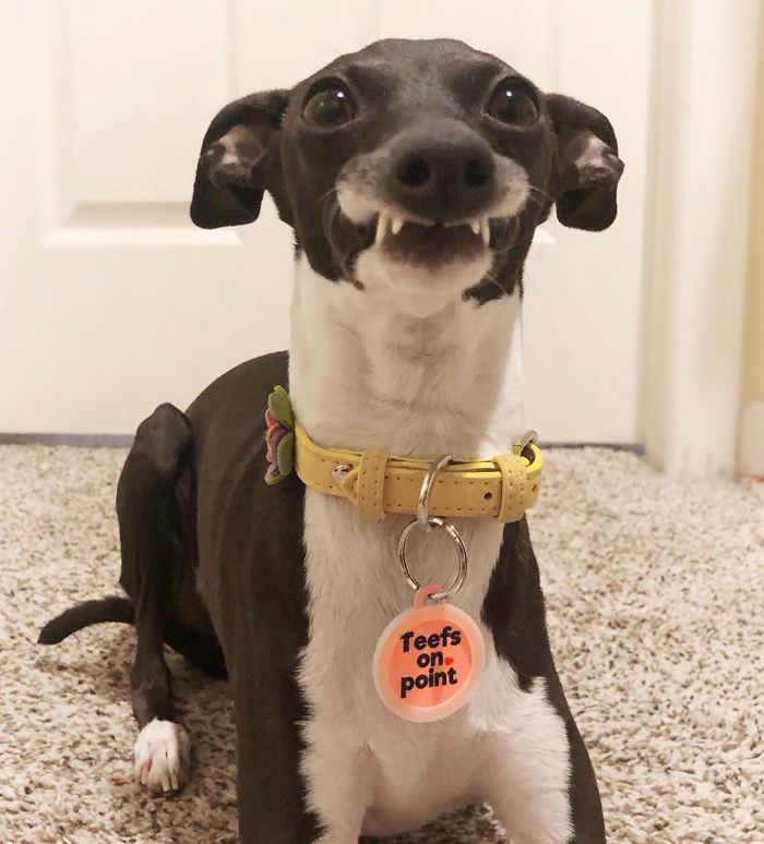 This Dog Is Gaining The Internet Because Of Its Delicious Human Expressions