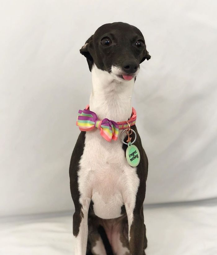 This Dog Is Gaining The Internet Because Of Its Delicious Human Expressions