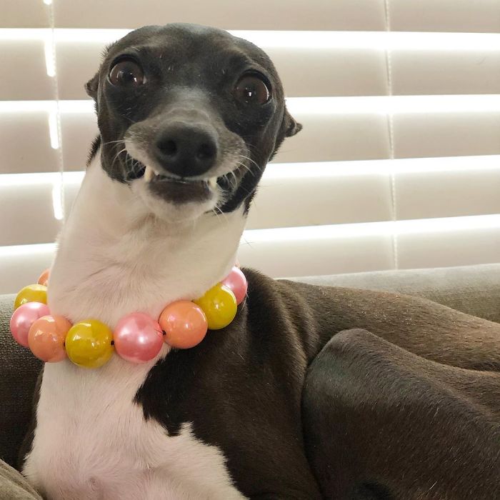This Dog Is Gaining The Internet Because Of Its Delicious Human Expressions