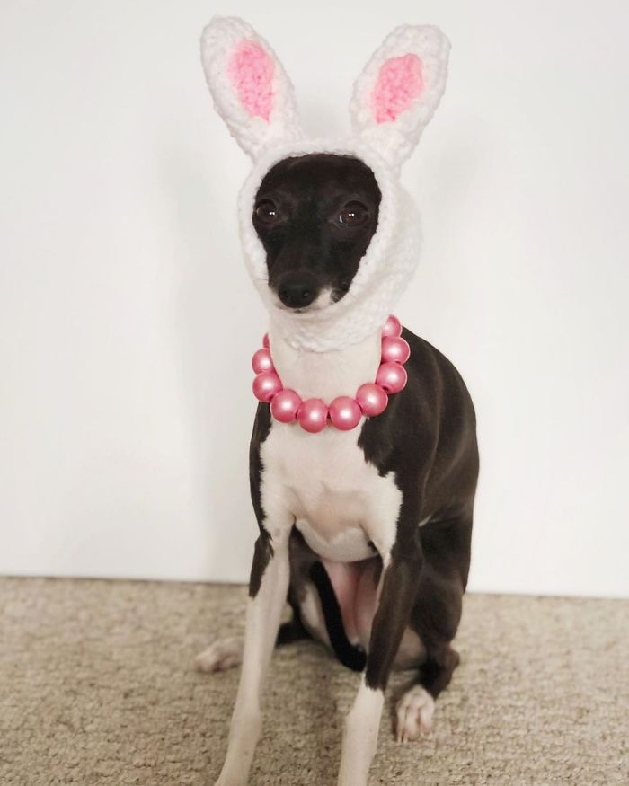 This Dog Is Gaining The Internet Because Of Its Delicious Human Expressions