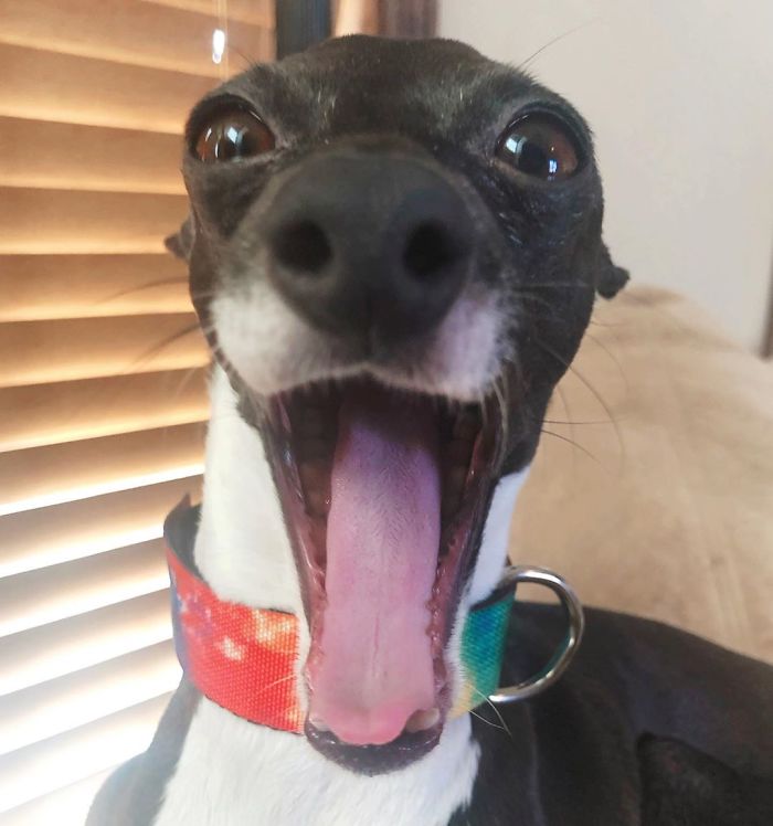 This Dog Is Gaining The Internet Because Of Its Delicious Human Expressions