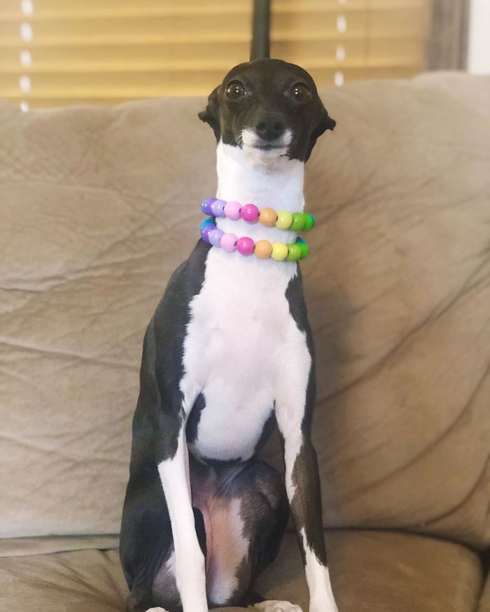 This Dog Is Gaining The Internet Because Of Its Delicious Human Expressions