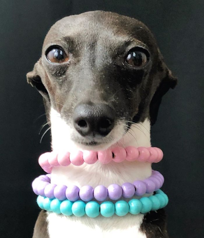 This Dog Is Gaining The Internet Because Of Its Delicious Human Expressions