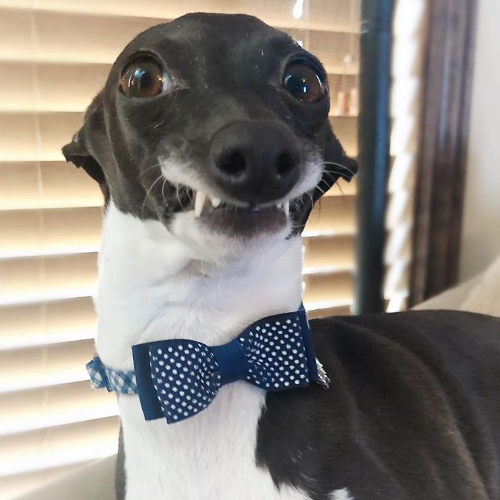 This Dog Is Gaining The Internet Because Of Its Delicious Human Expressions