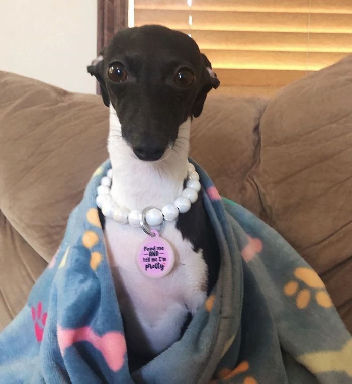 This Dog Is Gaining The Internet Because Of Its Delicious Human Expressions