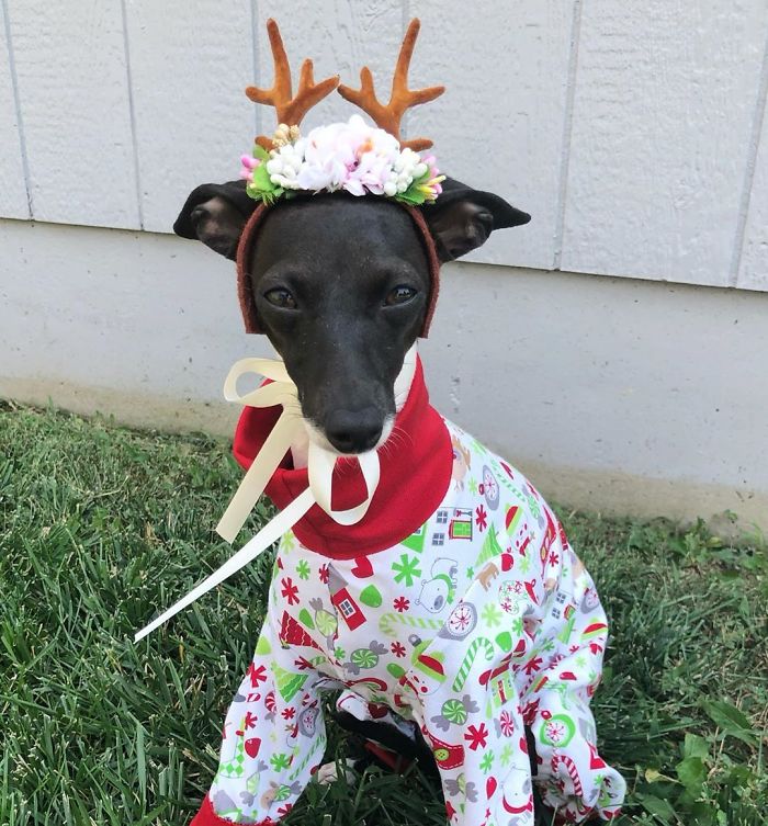 This Dog Is Gaining The Internet Because Of Its Delicious Human Expressions