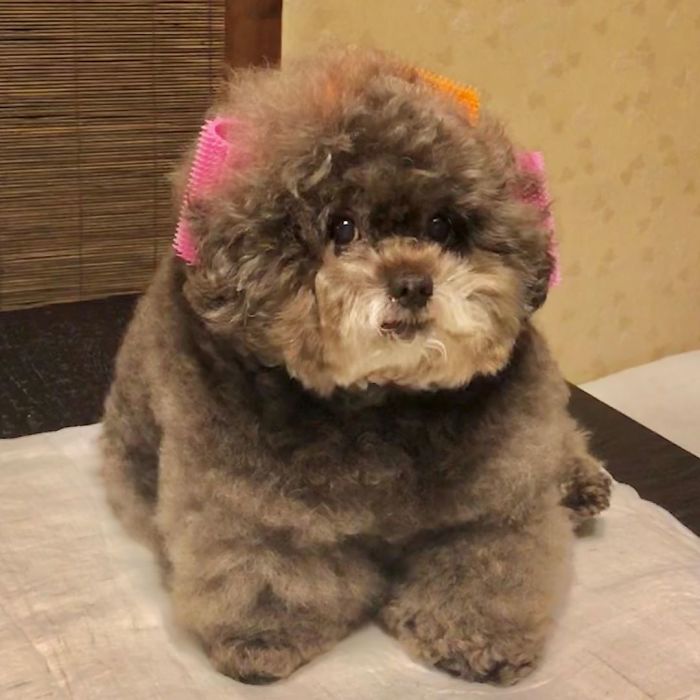 Fluffy Poodle Is Going Viral For Its Human-Like Expressions Fluffy Poodle Is Going Viral For Its Human-Like Expressions