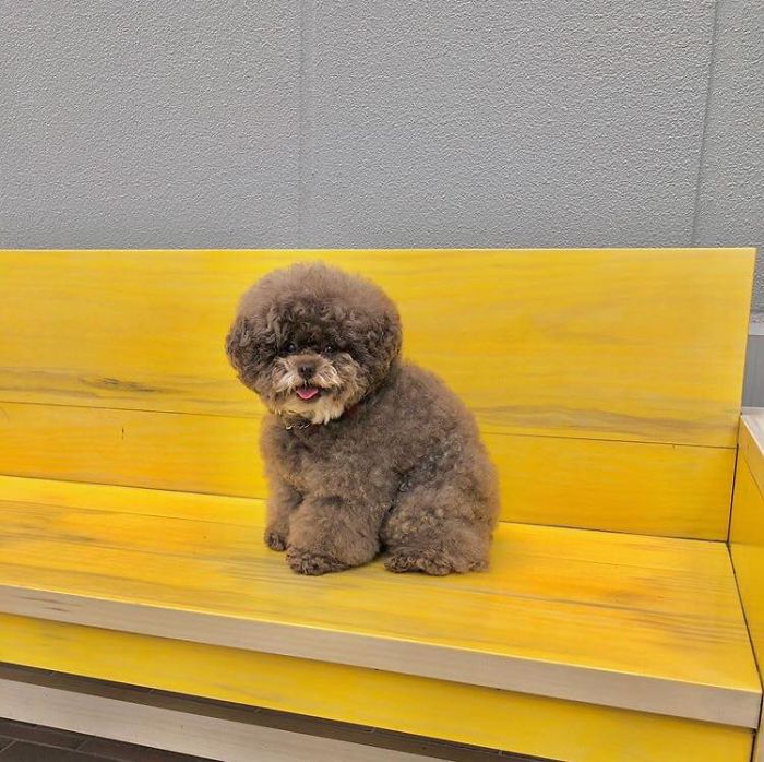 Fluffy Poodle Is Going Viral For Its Human-Like Expressions Fluffy Poodle Is Going Viral For Its Human-Like Expressions