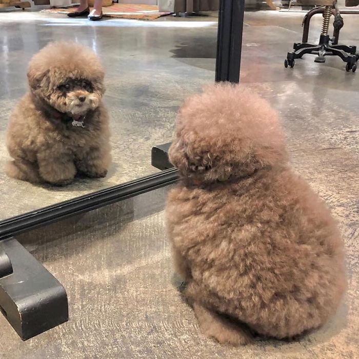 Fluffy Poodle Is Going Viral For Its Human-Like Expressions Fluffy Poodle Is Going Viral For Its Human-Like Expressions