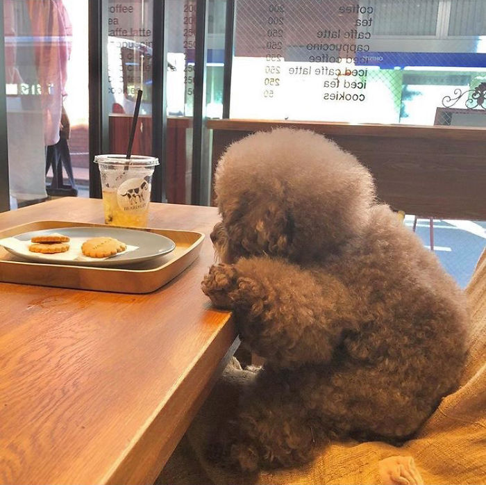 Fluffy Poodle Is Going Viral For Its Human-Like Expressions Fluffy Poodle Is Going Viral For Its Human-Like Expressions