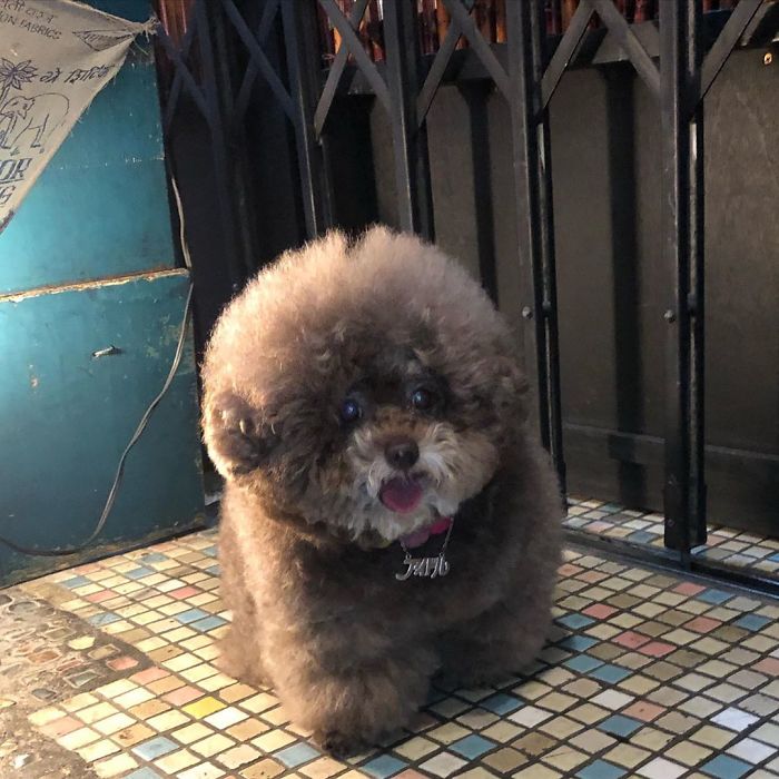 Fluffy Poodle Is Going Viral For Its Human-Like Expressions Fluffy Poodle Is Going Viral For Its Human-Like Expressions