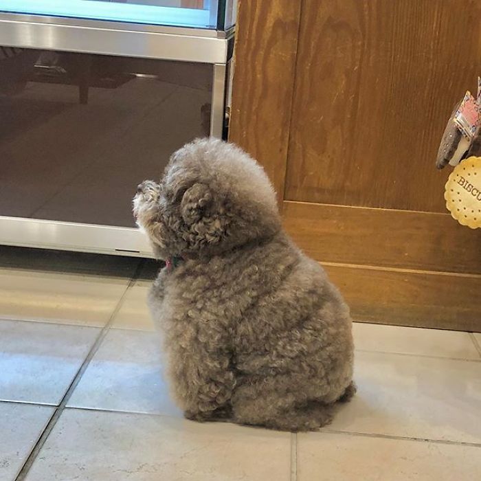 Fluffy Poodle Is Going Viral For Its Human-Like Expressions Fluffy Poodle Is Going Viral For Its Human-Like Expressions