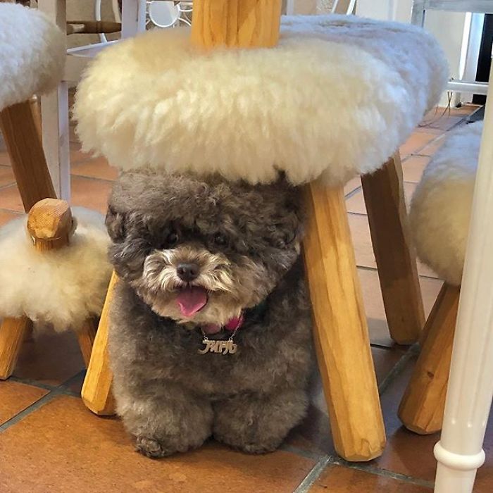 Fluffy Poodle Is Going Viral For Its Human-Like Expressions Fluffy Poodle Is Going Viral For Its Human-Like Expressions
