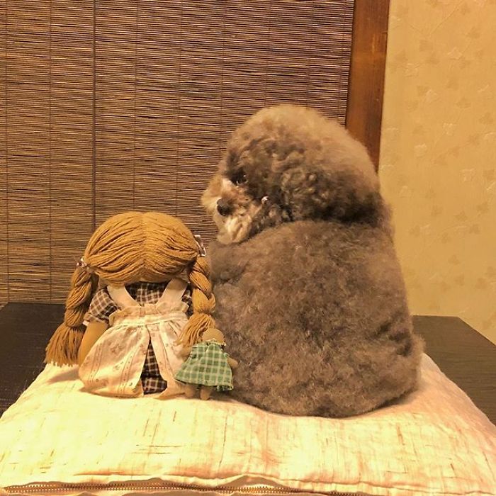 Fluffy Poodle Is Going Viral For Its Human-Like Expressions Fluffy Poodle Is Going Viral For Its Human-Like Expressions