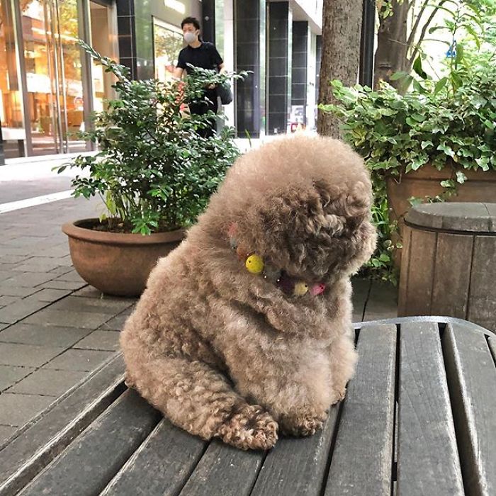 Fluffy Poodle Is Going Viral For Its Human-Like Expressions Fluffy Poodle Is Going Viral For Its Human-Like Expressions