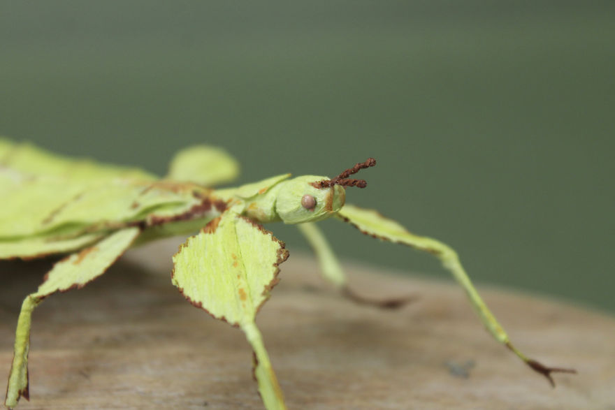 I Use My Unique Technique To Create Realistic Animals And Plants From Paper (34 New Pics) I Use My Unique Technique To Create Realistic Animals And Plants From Paper (34 New Pics)
