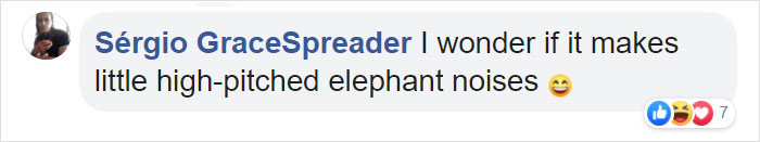 Tiny Elephant Shrews Have Been Rediscovered In Africa After Being Classed As A 'Lost Species' For The Last 50 Years