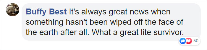 Tiny Elephant Shrews Have Been Rediscovered In Africa After Being Classed As A 'Lost Species' For The Last 50 Years Tiny Elephant Shrews Have Been Rediscovered In Africa After Being Classed As A 'Lost Species' For The Last 50 Years