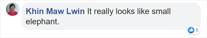 Tiny Elephant Shrews Have Been Rediscovered In Africa After Being Classed As A 'Lost Species' For The Last 50 Years Tiny Elephant Shrews Have Been Rediscovered In Africa After Being Classed As A 'Lost Species' For The Last 50 Years