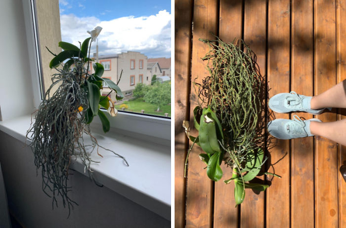 First Time Repotting This Monster Phalaenopsis In 18 Years - Will Be Splitting It Into 3