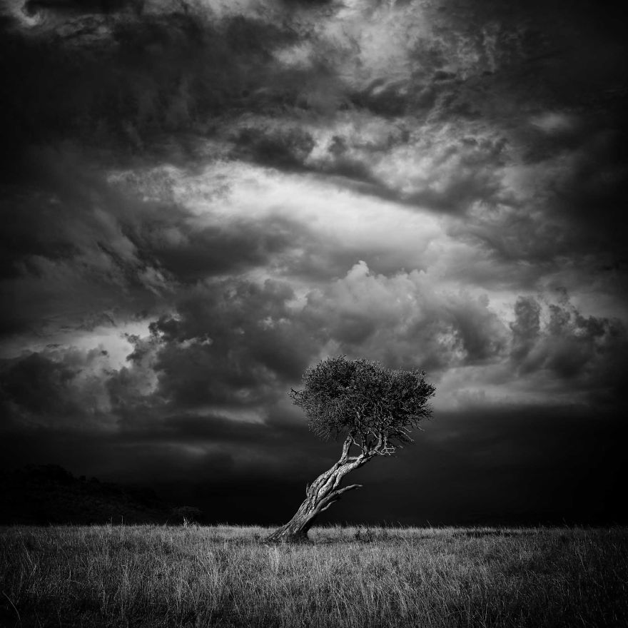 Virginia's Tree, Storm Over Mara, Kenya