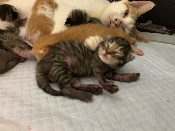 My Colleague Brought A Pregnant Stray Cat Into Our Office, Now The Family Of Nine Has Their Own Meeting Room My Colleague Brought A Pregnant Stray Cat Into Our Office, Now The Family Of Nine Has Their Own Meeting Room