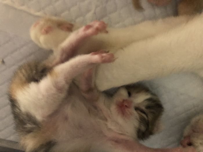 My Colleague Brought A Pregnant Stray Cat Into Our Office, Now The Family Of Nine Has Their Own Meeting Room My Colleague Brought A Pregnant Stray Cat Into Our Office, Now The Family Of Nine Has Their Own Meeting Room