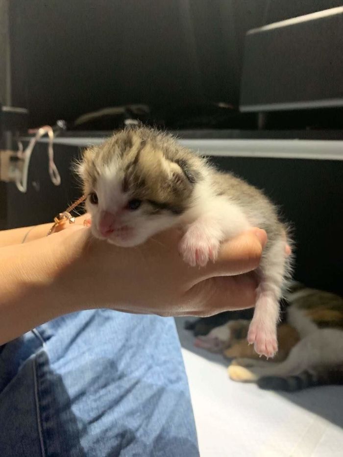 My Colleague Brought A Pregnant Stray Cat Into Our Office, Now The Family Of Nine Has Their Own Meeting Room My Colleague Brought A Pregnant Stray Cat Into Our Office, Now The Family Of Nine Has Their Own Meeting Room