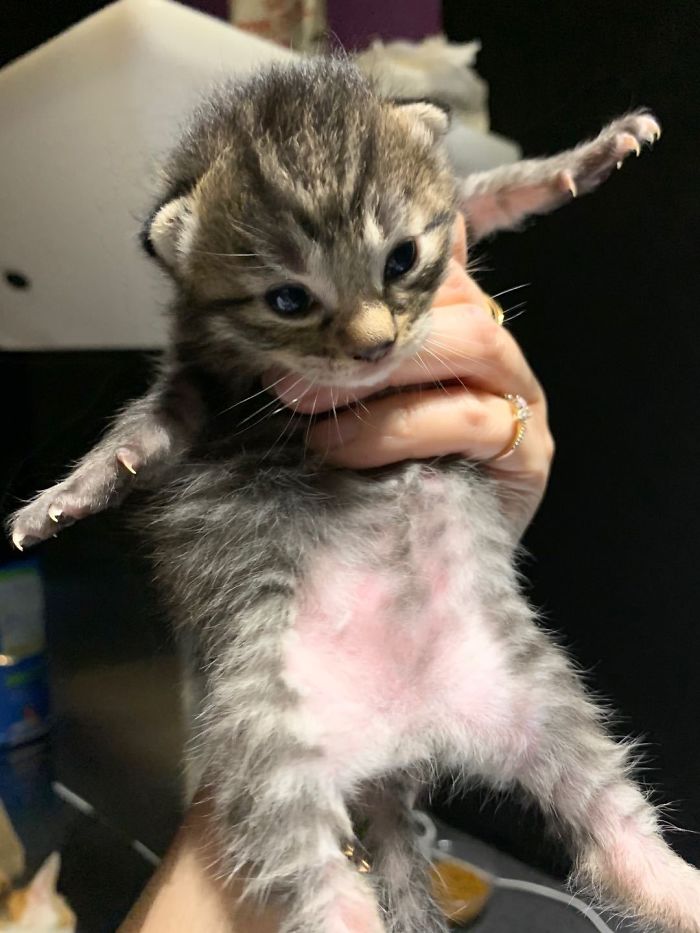 My Colleague Brought A Pregnant Stray Cat Into Our Office, Now The Family Of Nine Has Their Own Meeting Room My Colleague Brought A Pregnant Stray Cat Into Our Office, Now The Family Of Nine Has Their Own Meeting Room