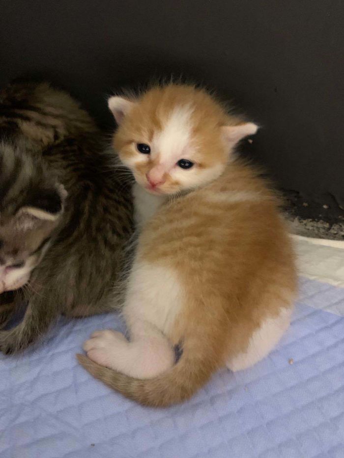 My Colleague Brought A Pregnant Stray Cat Into Our Office, Now The Family Of Nine Has Their Own Meeting Room My Colleague Brought A Pregnant Stray Cat Into Our Office, Now The Family Of Nine Has Their Own Meeting Room