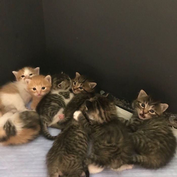 My Colleague Brought A Pregnant Stray Cat Into Our Office, Now The Family Of Nine Has Their Own Meeting Room My Colleague Brought A Pregnant Stray Cat Into Our Office, Now The Family Of Nine Has Their Own Meeting Room