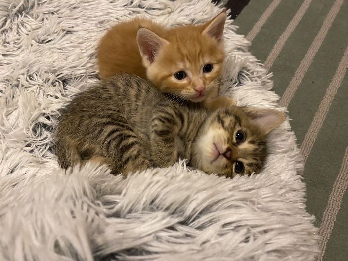 My Colleague Brought A Pregnant Stray Cat Into Our Office, Now The Family Of Nine Has Their Own Meeting Room My Colleague Brought A Pregnant Stray Cat Into Our Office, Now The Family Of Nine Has Their Own Meeting Room