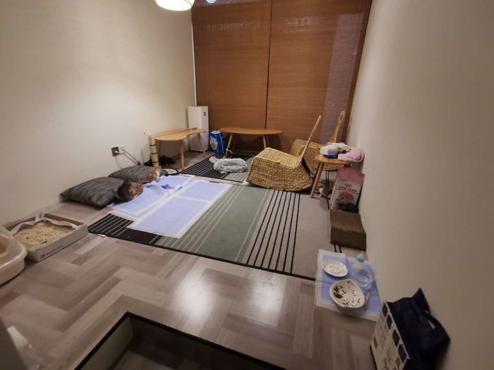 My Colleague Brought A Pregnant Stray Cat Into Our Office, Now The Family Of Nine Has Their Own Meeting Room My Colleague Brought A Pregnant Stray Cat Into Our Office, Now The Family Of Nine Has Their Own Meeting Room