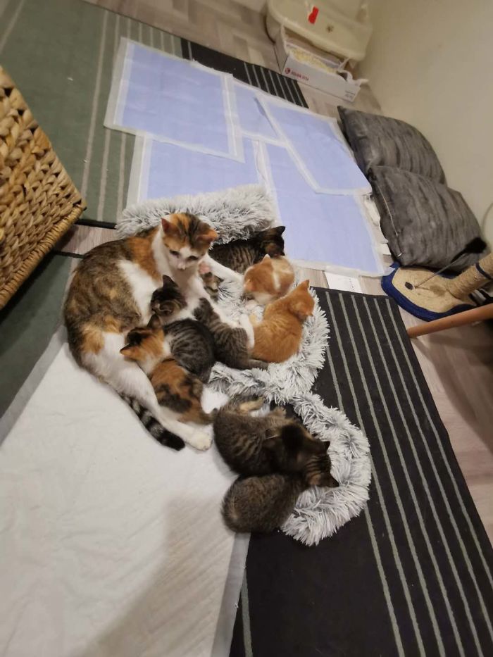 My Colleague Brought A Pregnant Stray Cat Into Our Office, Now The Family Of Nine Has Their Own Meeting Room My Colleague Brought A Pregnant Stray Cat Into Our Office, Now The Family Of Nine Has Their Own Meeting Room