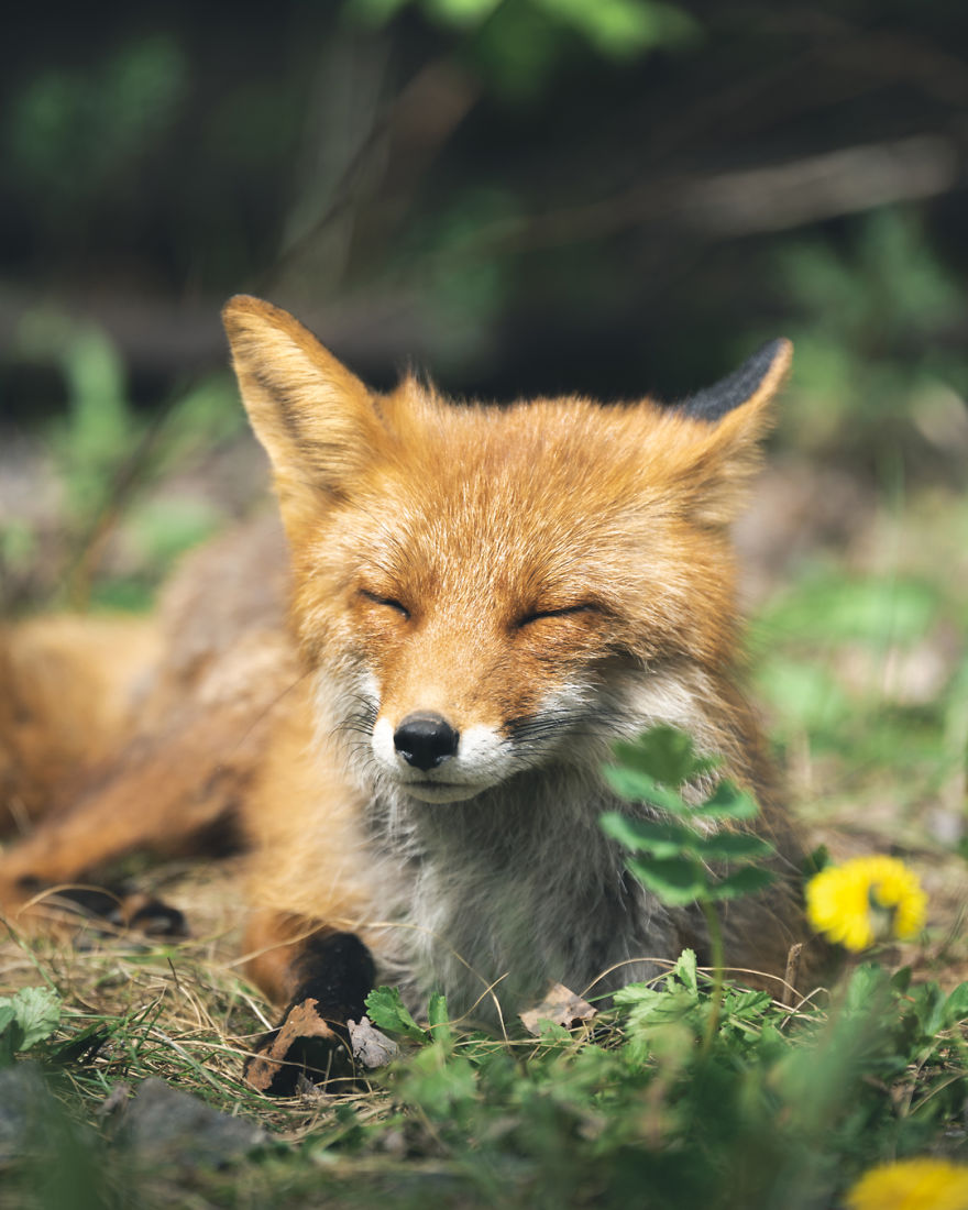 Wildlife-Photography-Red-Foxes-Finland-Ian-Granstrom