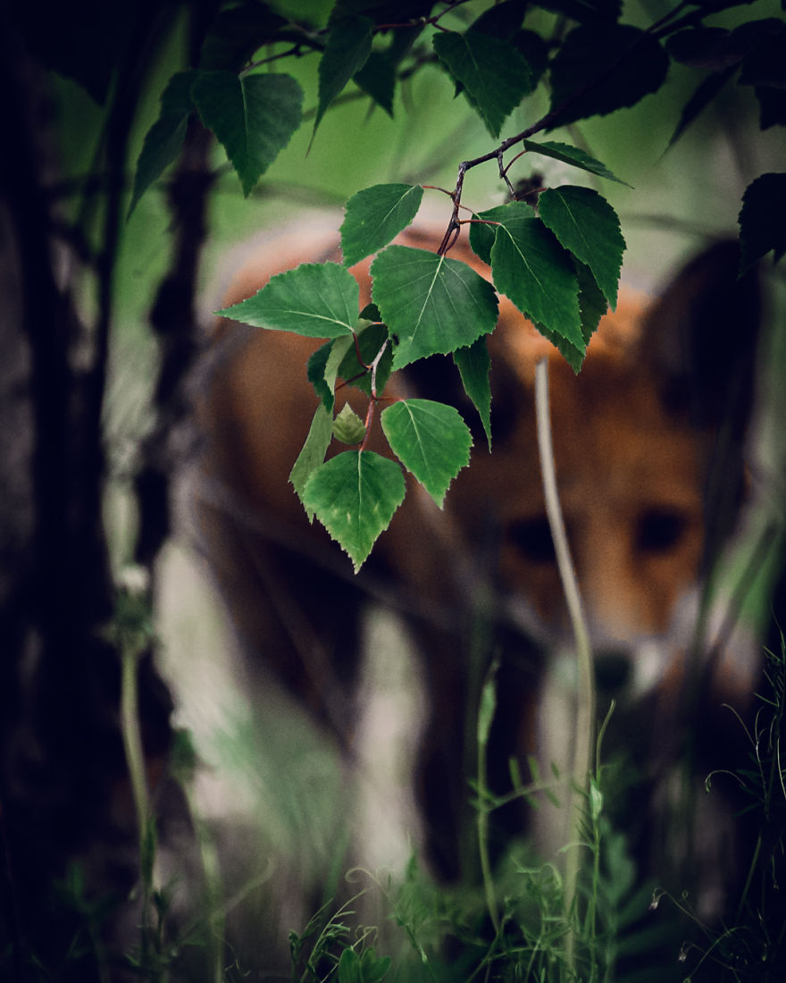 Wildlife-Photography-Red-Foxes-Finland-Ian-Granstrom