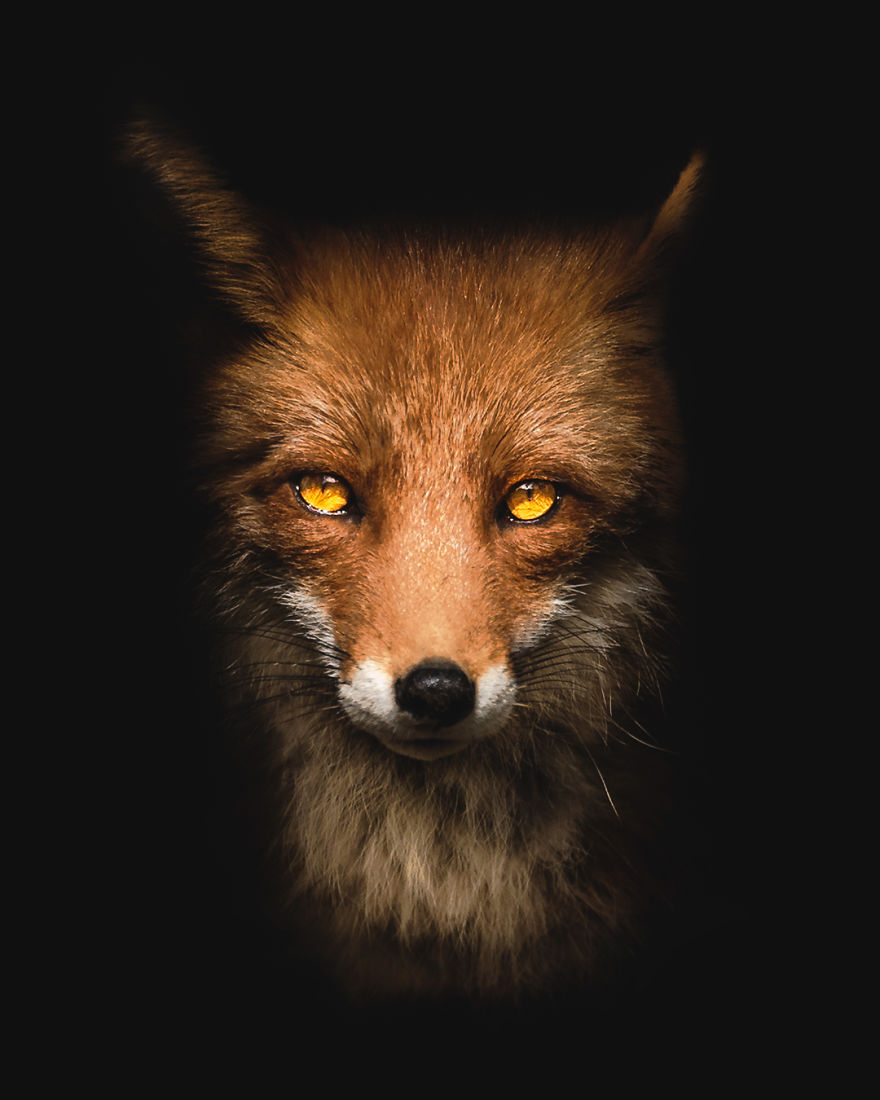 Wildlife-Photography-Red-Foxes-Finland-Ian-Granstrom