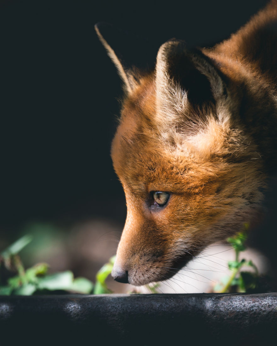Wildlife-Photography-Red-Foxes-Finland-Ian-Granstrom
