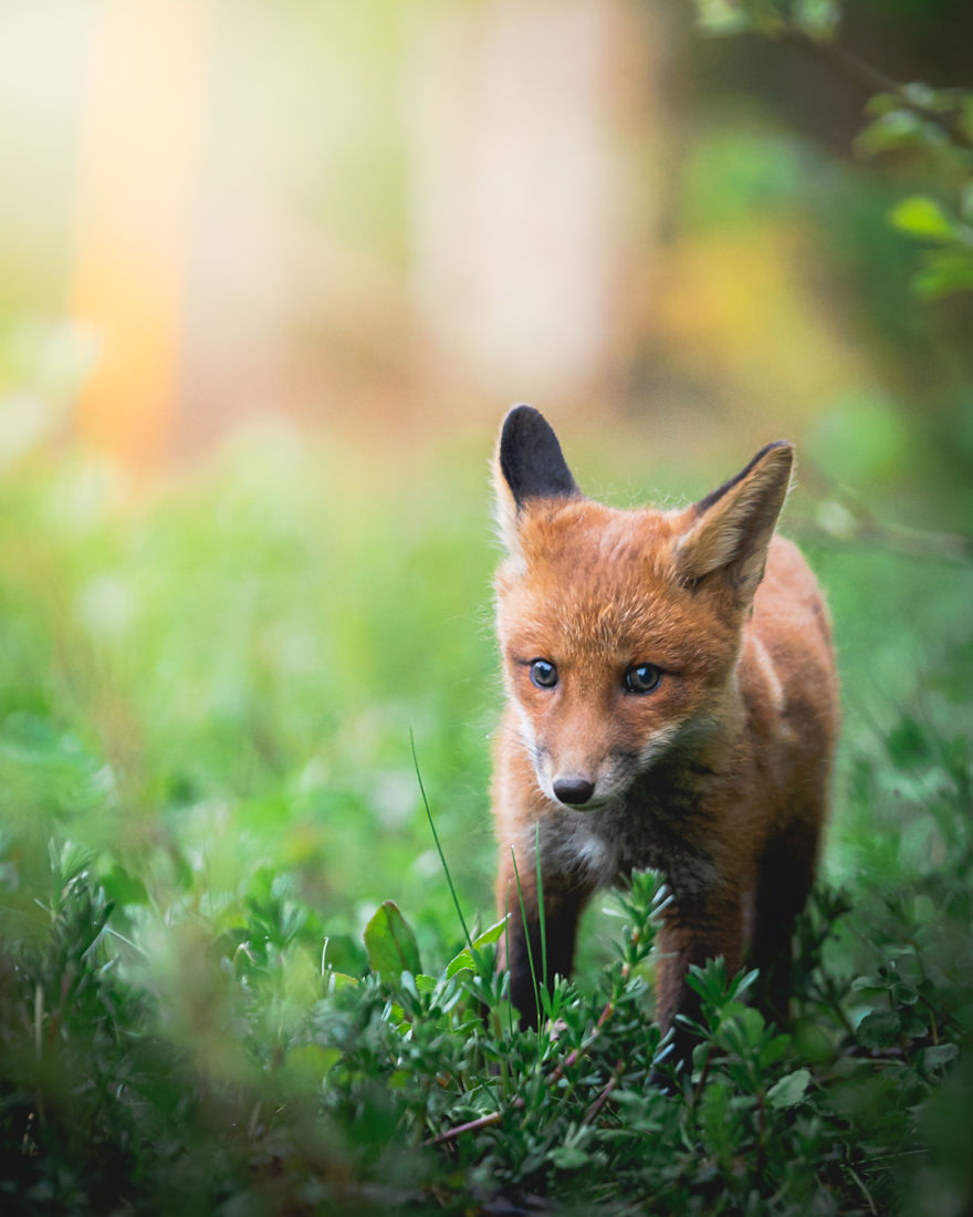 Wildlife-Photography-Red-Foxes-Finland-Ian-Granstrom