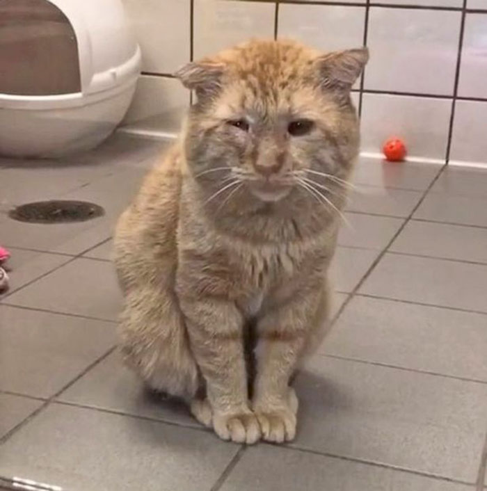 After Convincing Landlord, Woman Brings The Saddest Stray Cat Home, A Year Later, He’s Unrecognizable After Convincing Landlord, Woman Brings The Saddest Stray Cat Home, A Year Later, He’s Unrecognizable