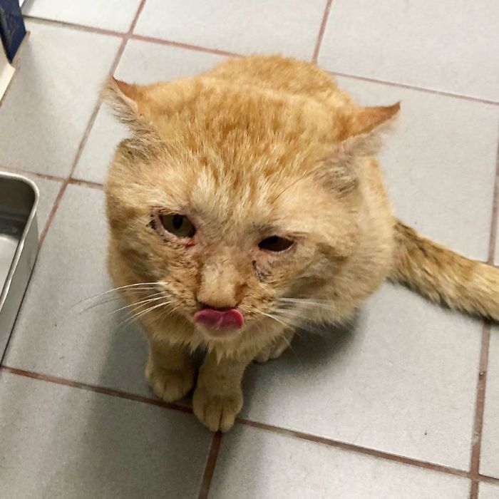 After Convincing Landlord, Woman Brings The Saddest Stray Cat Home, A Year Later, He’s Unrecognizable After Convincing Landlord, Woman Brings The Saddest Stray Cat Home, A Year Later, He’s Unrecognizable