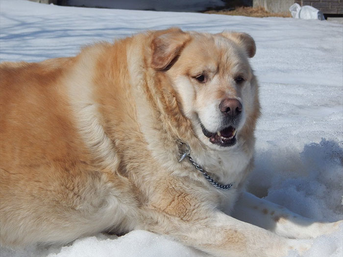Overweight Golden Retriever’s Owner Demanded Vet Put Him Down, Luckily, He Refused (21 Pics)