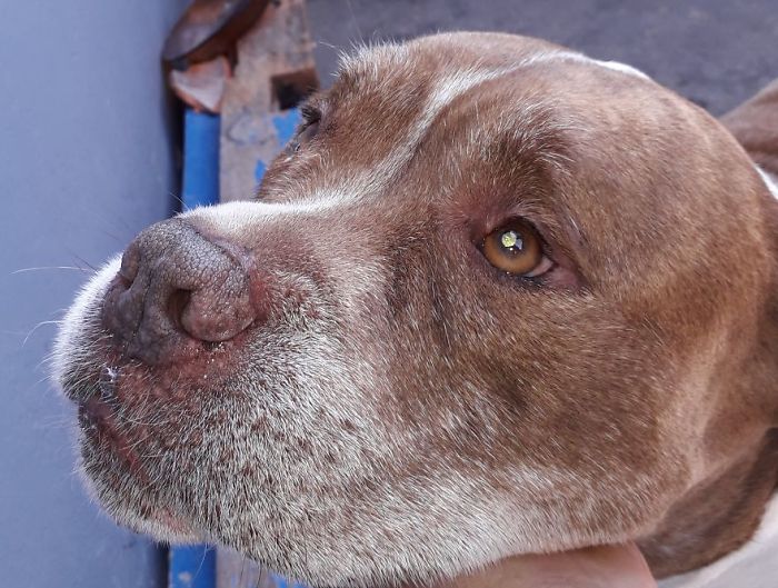 My Beloved Pitbull Kinder Who Has Been Sleeping With Me For 9 Years!