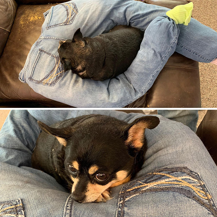 My 10-Year-Old Dog Likes To Sleep On My Legs. I Made Her This Out Of Some Of My Old Jeans For Her To Sleep On While I’m At Work