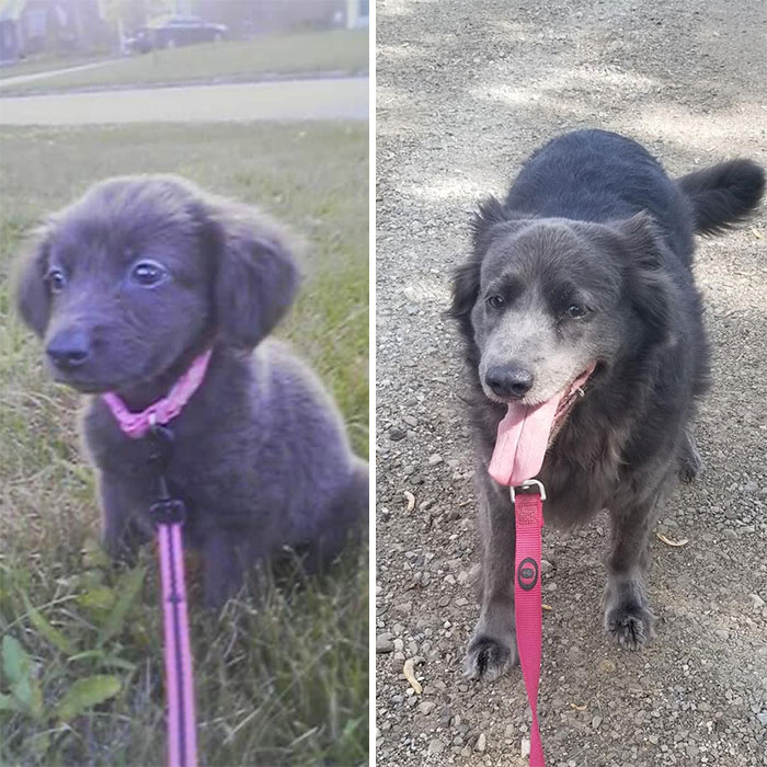 Old Girl Audrey Is 10 Today